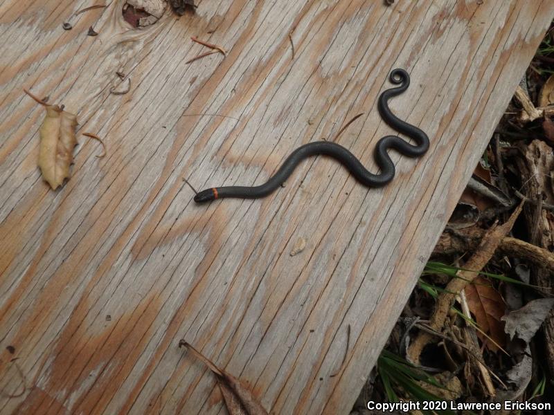 Pacific Ring-necked Snake (Diadophis punctatus amabilis)