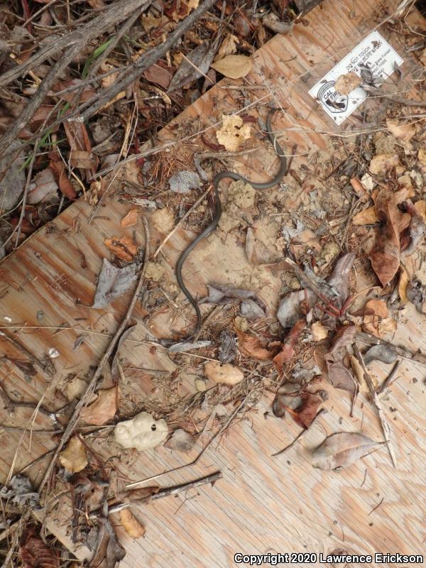 Pacific Ring-necked Snake (Diadophis punctatus amabilis)