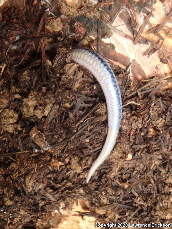 Western Skink (Plestiodon skiltonianus skiltonianus)