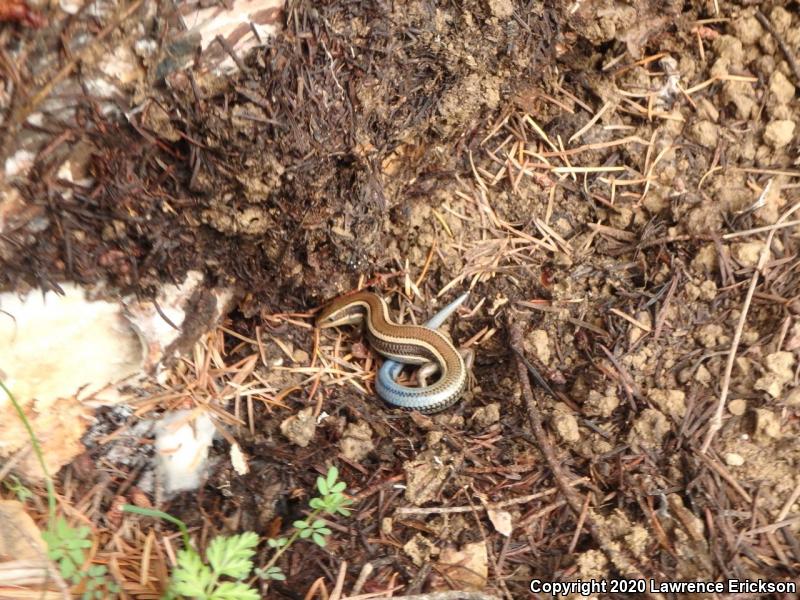 Western Skink (Plestiodon skiltonianus skiltonianus)