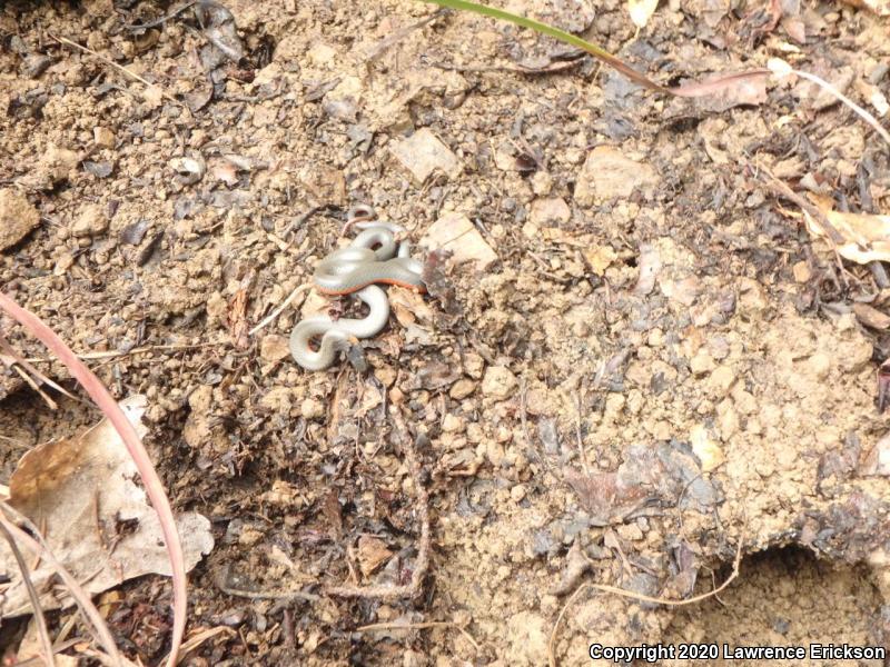 Pacific Ring-necked Snake (Diadophis punctatus amabilis)