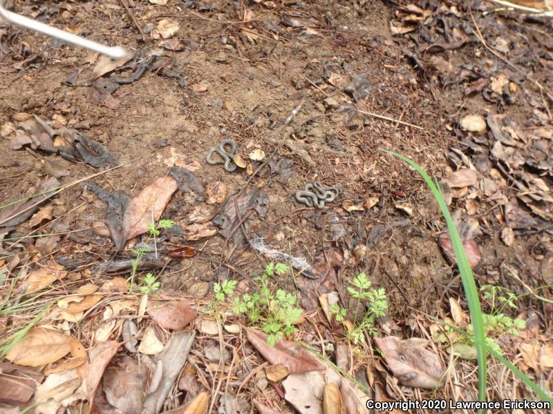 Pacific Ring-necked Snake (Diadophis punctatus amabilis)