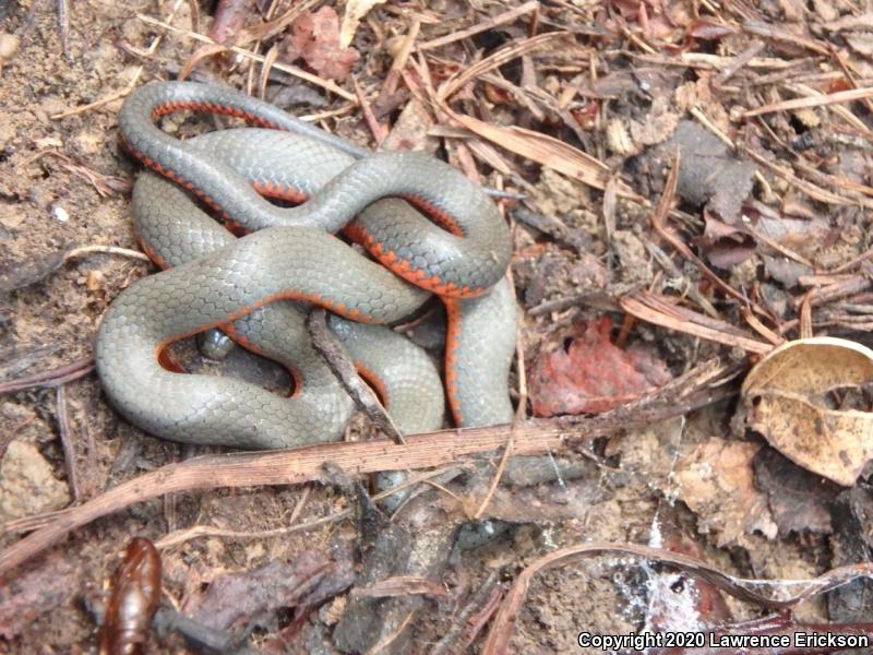 Pacific Ring-necked Snake (Diadophis punctatus amabilis)