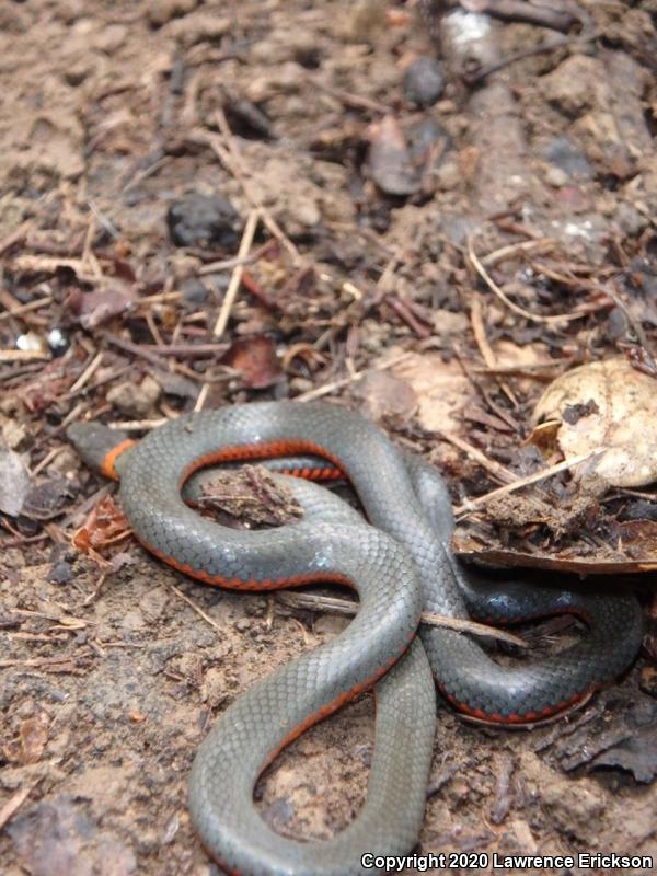 Pacific Ring-necked Snake (Diadophis punctatus amabilis)