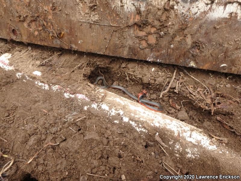 Pacific Ring-necked Snake (Diadophis punctatus amabilis)