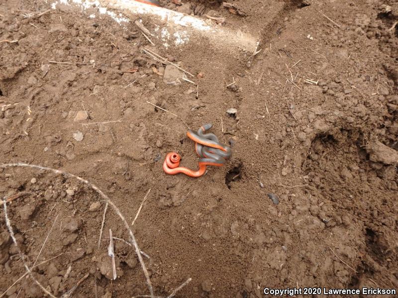 Pacific Ring-necked Snake (Diadophis punctatus amabilis)