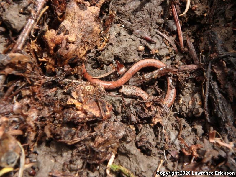 California Slender Salamander (Batrachoseps attenuatus)