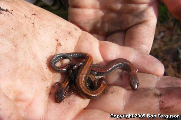 Eastern Red-backed Salamander (Plethodon cinereus)