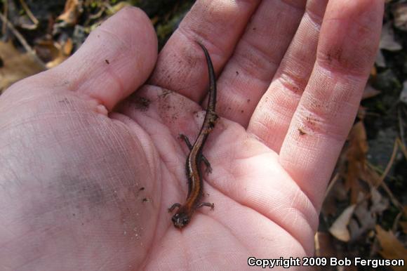 Eastern Red-backed Salamander (Plethodon cinereus)