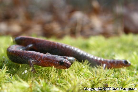 Eastern Red-backed Salamander (Plethodon cinereus)