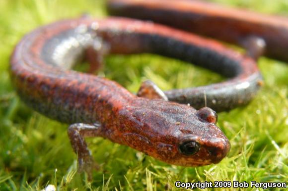 Eastern Red-backed Salamander (Plethodon cinereus)