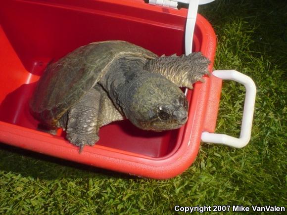 Eastern Snapping Turtle (Chelydra serpentina serpentina)