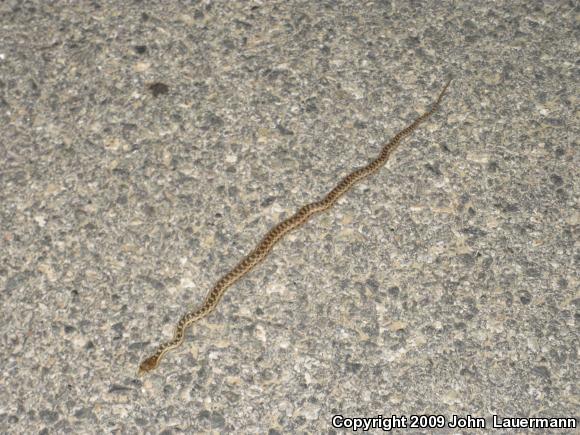 San Diego Gopher Snake (Pituophis catenifer annectens)