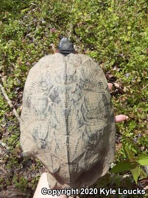 Wood Turtle (Glyptemys insculpta)