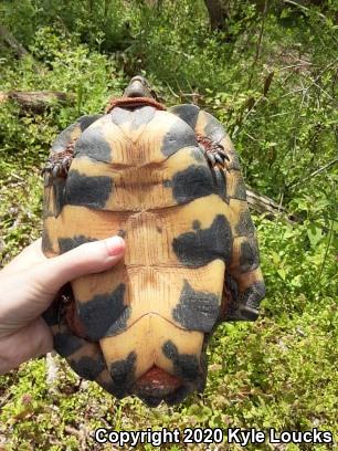 Wood Turtle (Glyptemys insculpta)