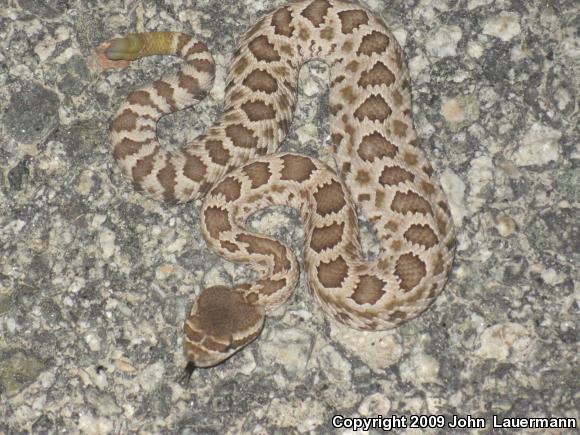 Southern Pacific Rattlesnake (Crotalus oreganus helleri)