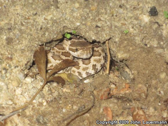 Southern Pacific Rattlesnake (Crotalus oreganus helleri)