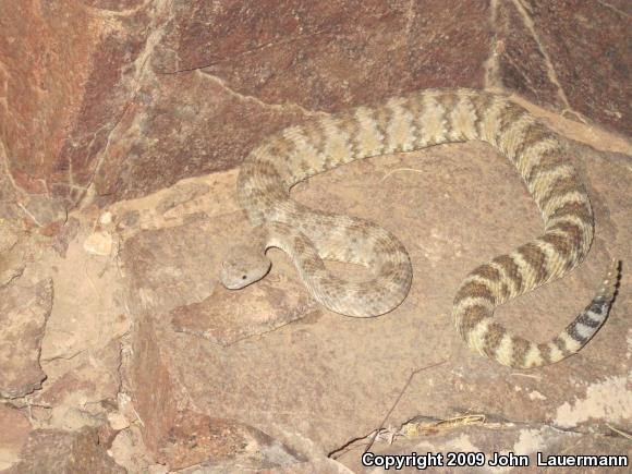 Southwestern Speckled Rattlesnake (Crotalus mitchellii pyrrhus)