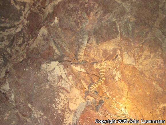 Southwestern Speckled Rattlesnake (Crotalus mitchellii pyrrhus)