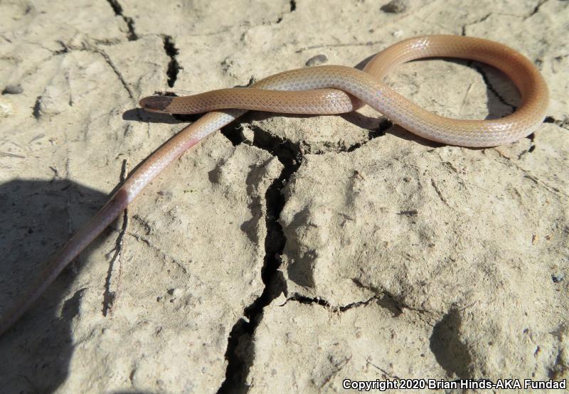 Smith's Black-headed Snake (Tantilla hobartsmithi)