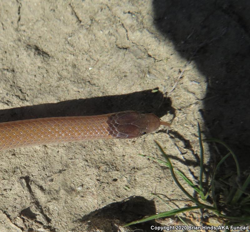 Smith's Black-headed Snake (Tantilla hobartsmithi)