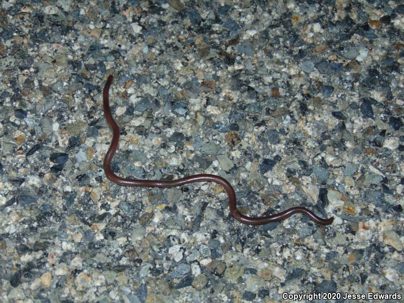 Western Threadsnake (Leptotyphlops humilis)