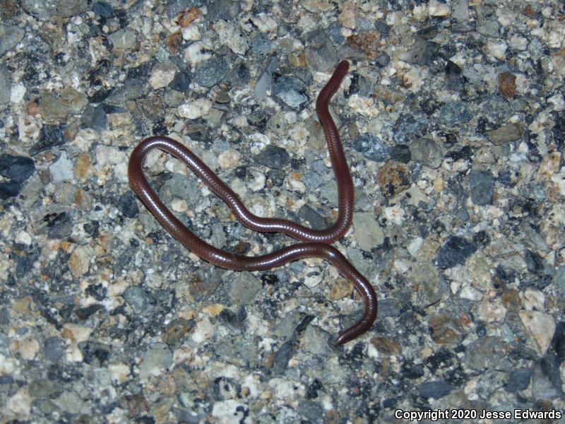 Western Threadsnake (Leptotyphlops humilis)