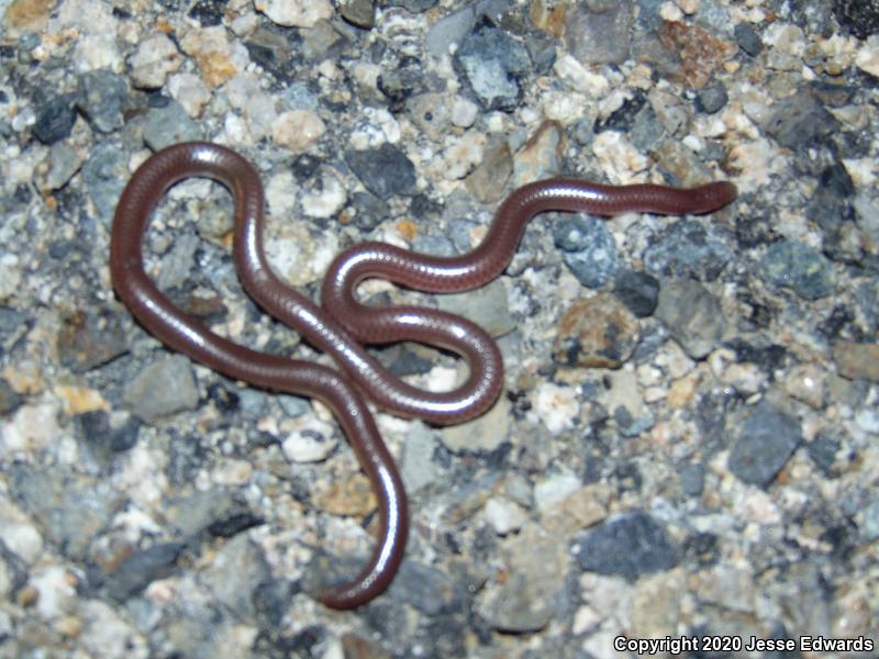 Western Threadsnake (Leptotyphlops humilis)