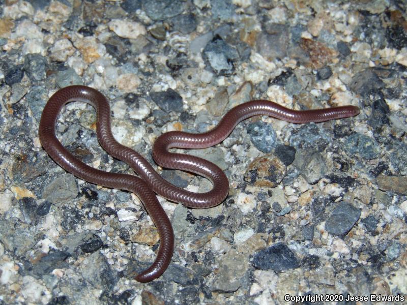 Western Threadsnake (Leptotyphlops humilis)