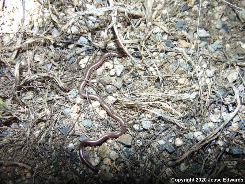 Western Threadsnake (Leptotyphlops humilis)