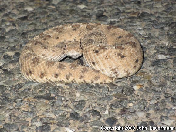 Colorado Desert Sidewinder (Crotalus cerastes laterorepens)