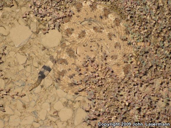 Colorado Desert Sidewinder (Crotalus cerastes laterorepens)