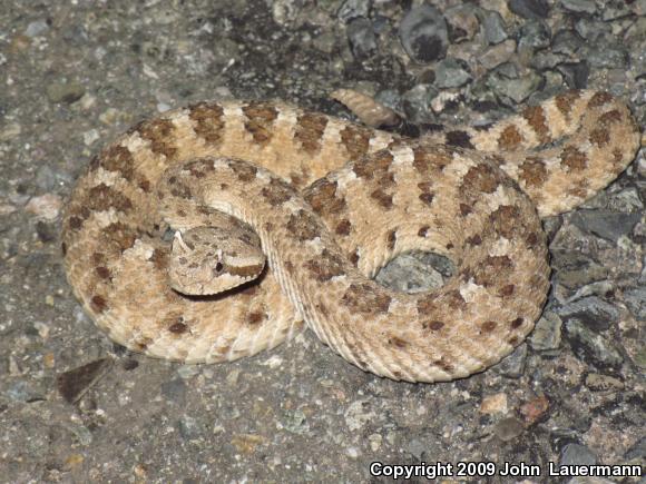 Colorado Desert Sidewinder (Crotalus cerastes laterorepens)