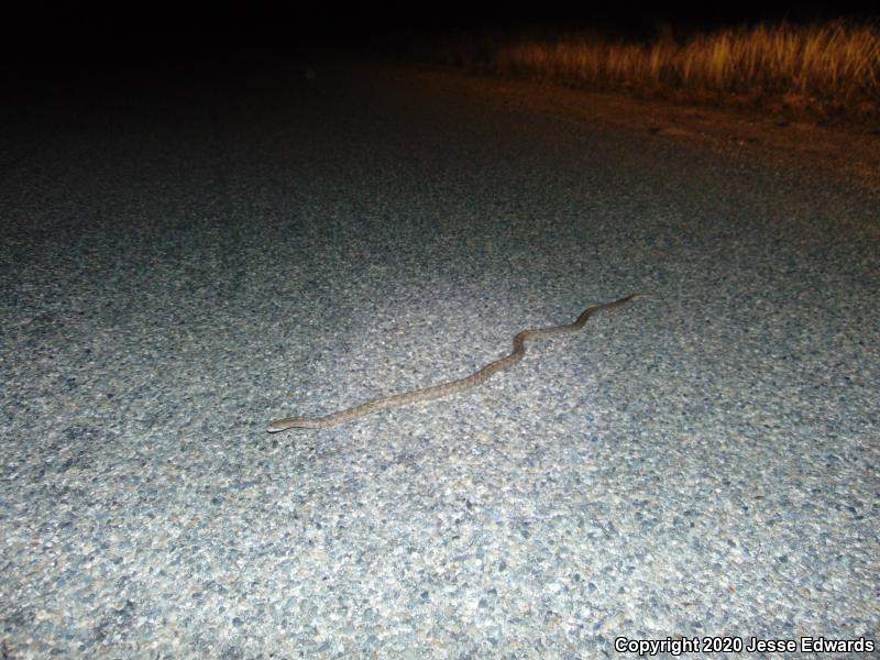 California Glossy Snake (Arizona elegans occidentalis)