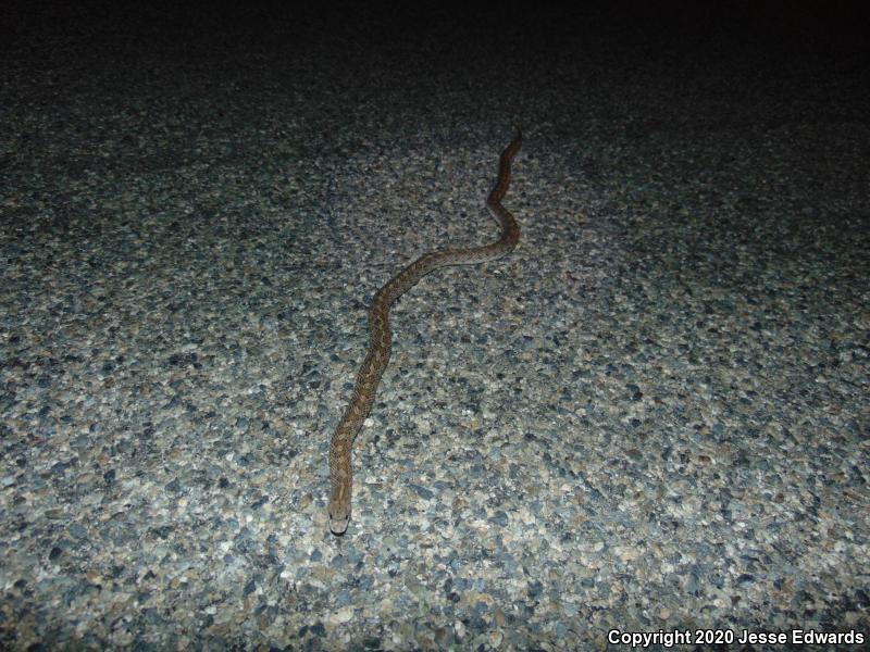 California Glossy Snake (Arizona elegans occidentalis)