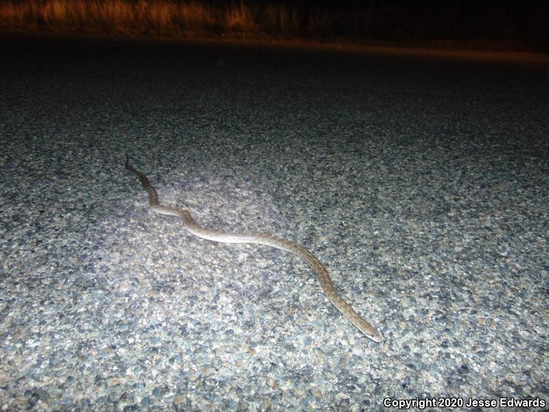 California Glossy Snake (Arizona elegans occidentalis)