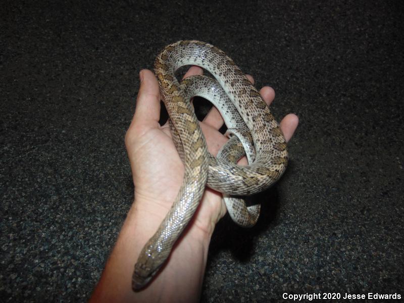 California Glossy Snake (Arizona elegans occidentalis)