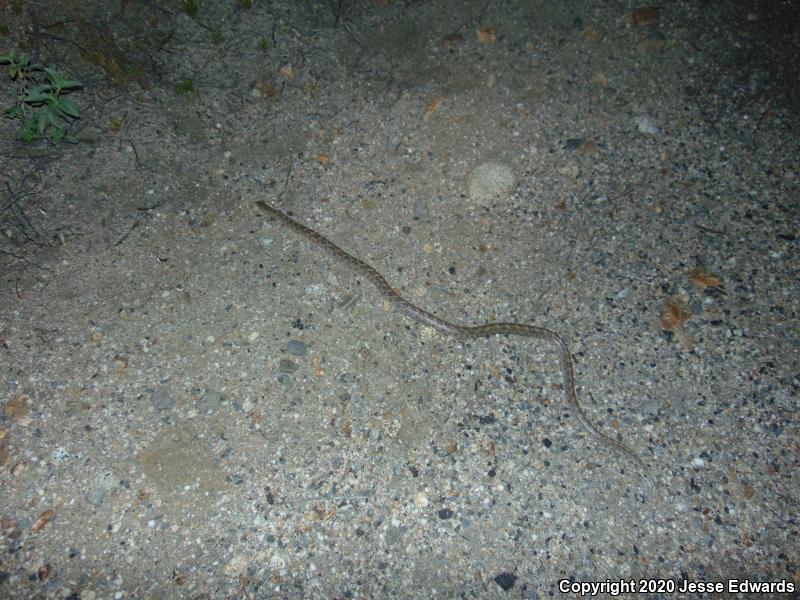 California Glossy Snake (Arizona elegans occidentalis)