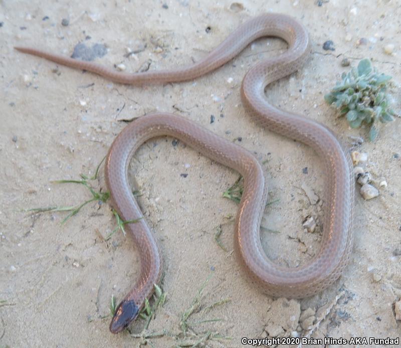 Smith's Black-headed Snake (Tantilla hobartsmithi)