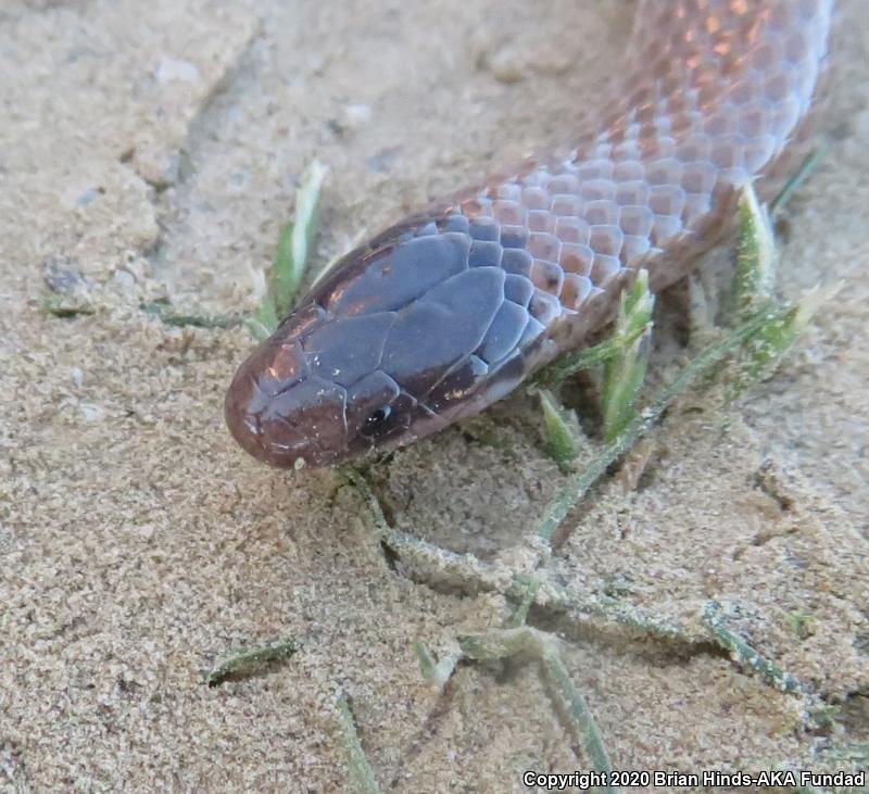 Smith's Black-headed Snake (Tantilla hobartsmithi)