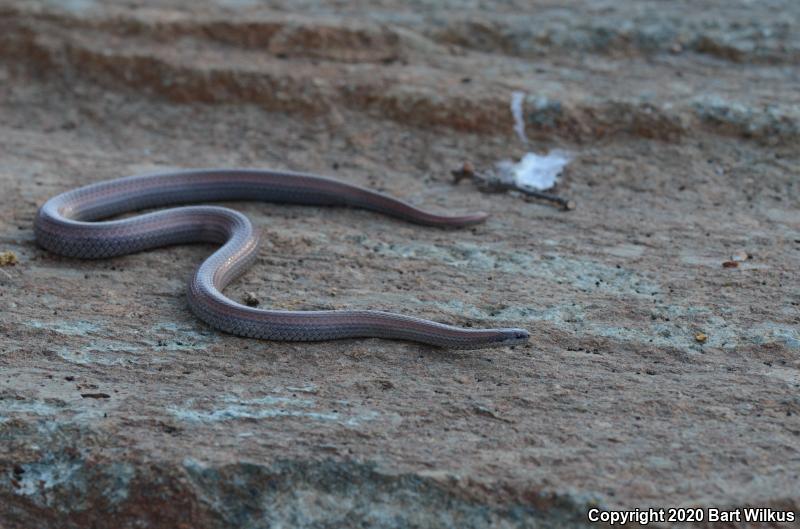 Sharp-tailed Snake (Contia tenuis)