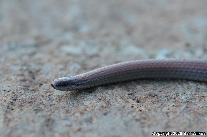 Sharp-tailed Snake (Contia tenuis)