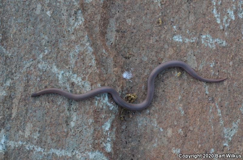 Sharp-tailed Snake (Contia tenuis)