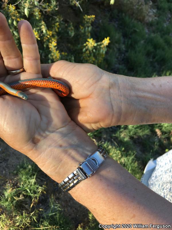 Pacific Ring-necked Snake (Diadophis punctatus amabilis)