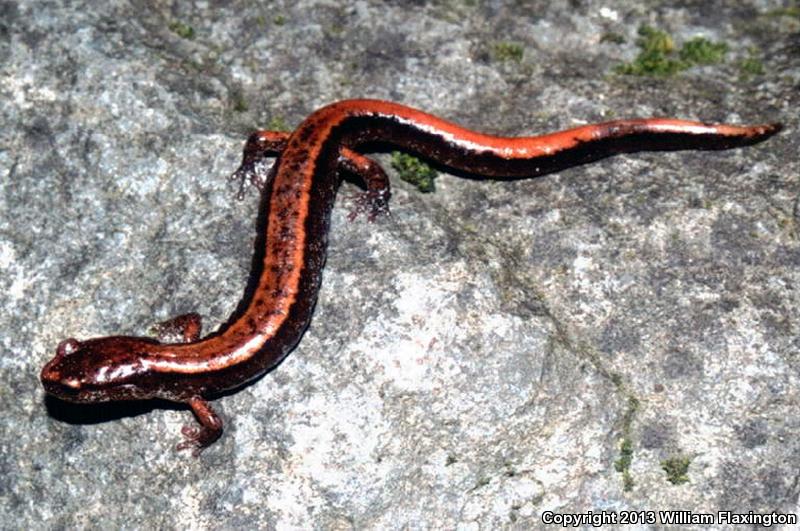 Western Red-backed Salamander (Plethodon vehiculum)