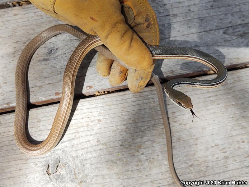 Sonoran Whipsnake (Coluber bilineatus)