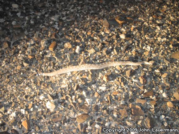 Western Diamond-backed Rattlesnake (Crotalus atrox)