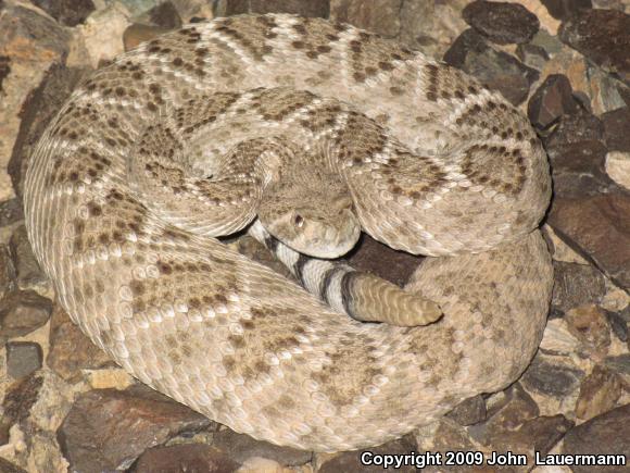 Western Diamond-backed Rattlesnake (Crotalus atrox)