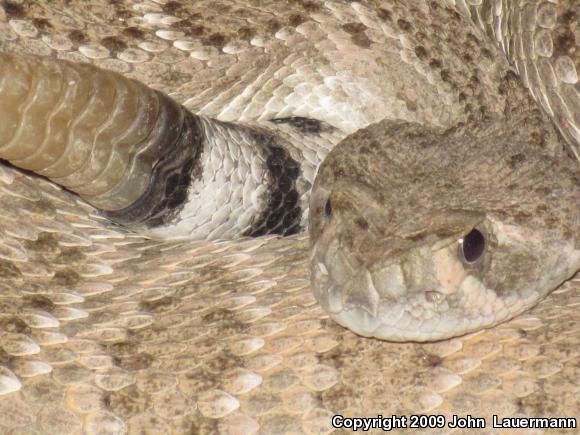 Western Diamond-backed Rattlesnake (Crotalus atrox)