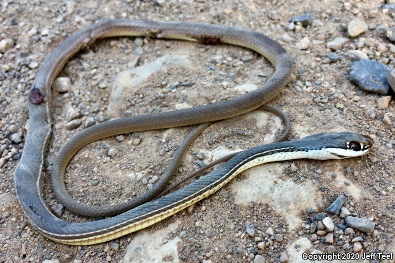 Sonoran Whipsnake (Coluber bilineatus)